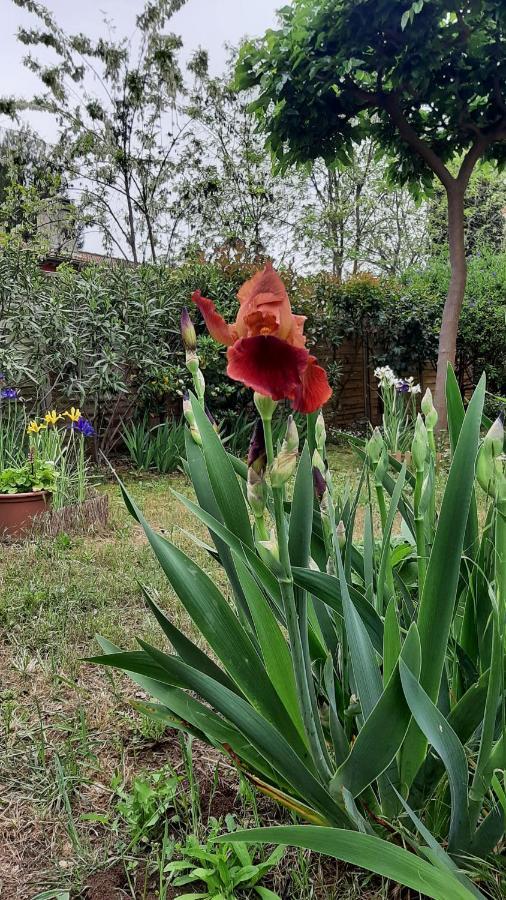 Maison Lumineuse Et Spacieuse Avec Jardin Arbore La Valette-du-Var Dış mekan fotoğraf